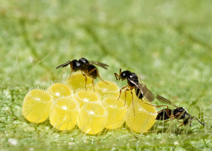 Benefícios do Controle Biológico na Agricultura