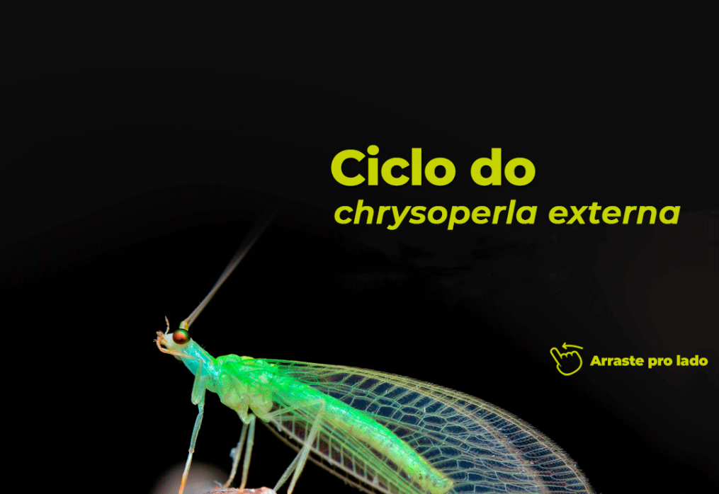 Ciclo do chrysoperla externa